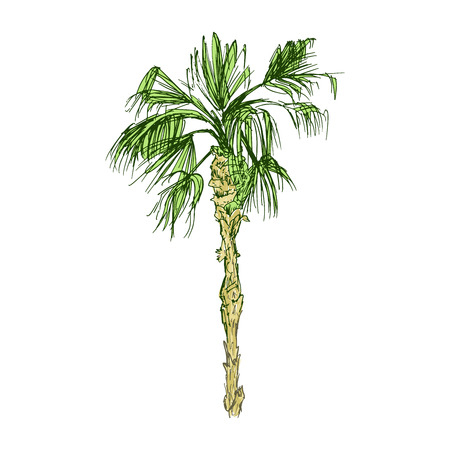 Isolated coconut or queen palm tree with leaves. Beach and rainforest, desert coco flora. Foliage of subtropical fern. Green palmae or jungle arecaceae.Island climate,botany, environment themeのイラスト素材