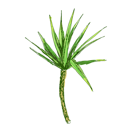 Isolated coconut or queen palm tree with leaves. Beach and rainforest, desert coco flora. Foliage of subtropical fern. Green palmae or jungle arecaceae.Island climate,botany, environment themeのイラスト素材