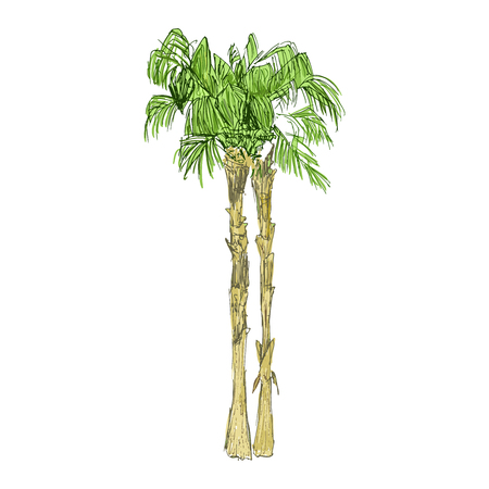 Isolated coconut or queen palm trees with leaves. Beach and rainforest, desert coco flora. Foliage of subtropical fern. Green palmae or jungle arecaceae.Island climate,botany, environment themeのイラスト素材