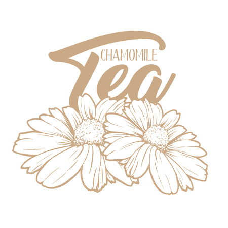 Chamomile tea hand drawn engraving illustration. Organic drink. Tea herbs drawing. Camomile packaging and advertising design. Herbal drink logo concept.のイラスト素材