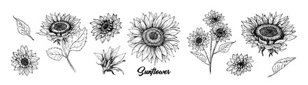 Sunflower hand drawn vector collection. Floral ink pen sketch. Black and white clipart. Realistic wildflower freehand drawing. Isolated monochrome floral design element. Sketched Helianthus outlineのイラスト素材