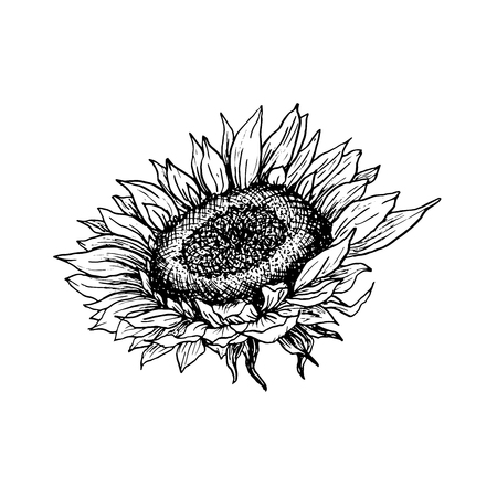 Sunflower hand drawn vector illustration. Floral ink pen sketch. Black and white clipart. Realistic wildflower freehand drawing. Isolated monochrome floral design element. Sketched outlineのイラスト素材