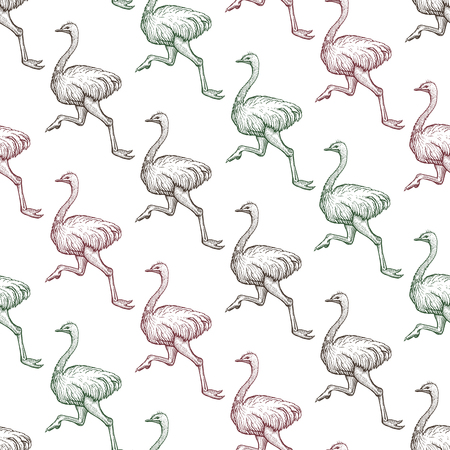 Farm ostrich gradient seamless pattern. Running emu bird hand drawn background. African feathered ostrich realistic texture. Wild animal drawing. Wallpaper design. Isolated vector illustrationのイラスト素材