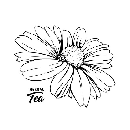 Chamomile hand drawn vector illustration. Floral ink pen engraved sketch. Black and white clipart. Realistic Daisy Flower freehand drawing. Isolated monochrome design element. Sketched outlineのイラスト素材