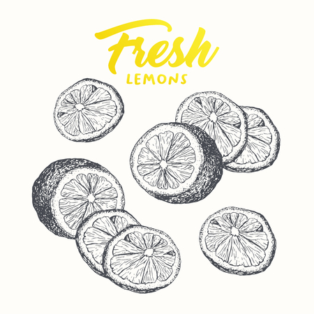 Fresh lemons vector banner template. Sketch fruit clipart. Sliced lemons engraving style drawing. Handwritten calligraphy, lettering. Isolated set citrus color design element. Shop sign, store logoのイラスト素材