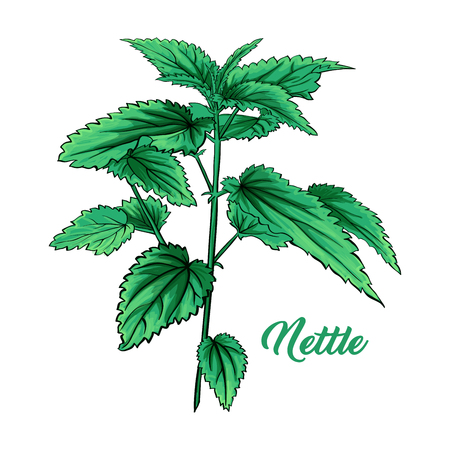 Green Nettle Branch. Tea Herb Theme. Isolated Hand Painted Realistic Marker Drawing Illustration of Stinning Botany Plant. Herbal Medicine and Aromatherapy Design on the White Backgroundのイラスト素材