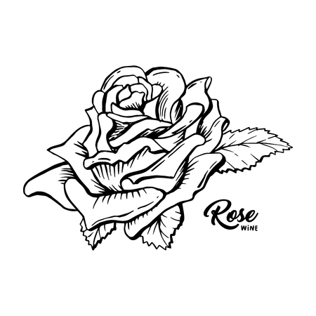 Rose Wine flower hand drawn vector illustration. Floral ink pen clipart. Black and white realistic rosebud outline drawing. Rose wine sketch with lettering. Logo, emblem, label isolated design elementのイラスト素材