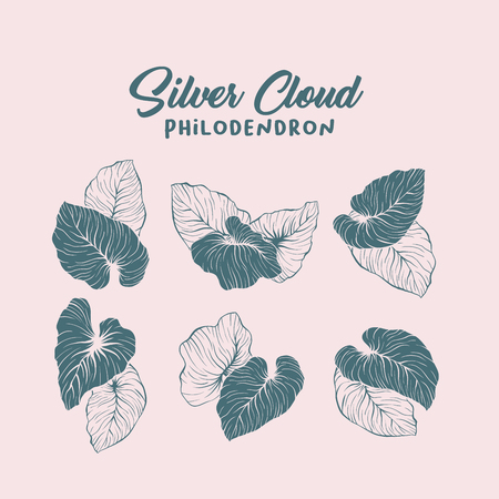 Silver cloud, palm leaf contour illustration set. Monstera leaves silhouettes pack. Jungle, rainforest leafage and handwritten lettering composition. Exotic, tropical foliage outline drawingのイラスト素材