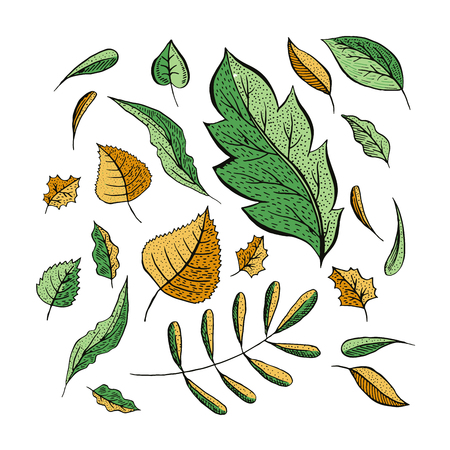 Autumn leaves hand drawn illustrations set. Flying isolated cliparts. Fresh green, autumnal yellow leaf collection. Oak, birch, walnut trees foliage drawings. Greeting card natural design elementsのイラスト素材
