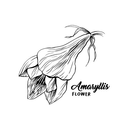 Amaryllis hand drawn vector illustration. Hippeastrum ink pen sketch. Flower outline freehand drawing. Blooming, blossom. Floral clipart set. Greeting card isolated monochrome design elementのイラスト素材