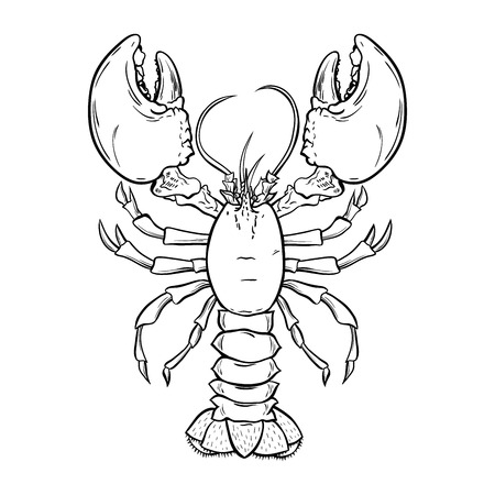 Lobster, crayfish hand drawn outline Illustration. Crawfish, crustacean ink pen sketch. Seafood restaurant delicacy. Underwater biology freehand drawing. Sealife isolated engraving design elementのイラスト素材