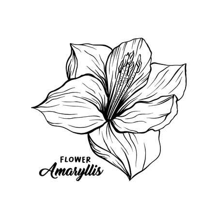 Amaryllis hand drawn vector illustration. Hippeastrum ink pen sketch. Flower outline freehand drawing. Blooming, blossom. Floral clipart set. Greeting card isolated monochrome design elementのイラスト素材