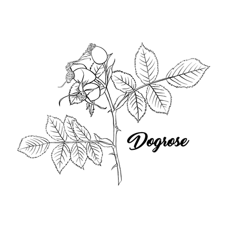 Dogrose or Wild Briar Rose. Rosehip Outline Black Design with Contour. Hand drawn vector Illustrationのイラスト素材