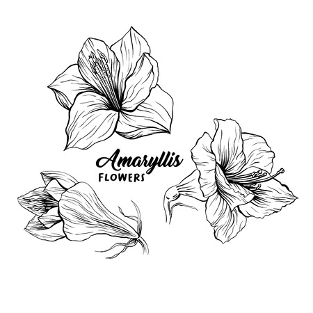 Amaryllis hand drawn vector illustration. Hippeastrum ink pen sketch. Flower outline freehand drawing. Blooming, blossom. Floral clipart set. Greeting card isolated monochrome design elementのイラスト素材