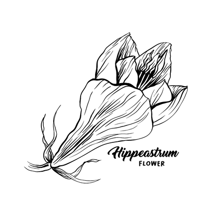 Amaryllis hand drawn vector illustration. Hippeastrum ink pen sketch. Flower outline freehand drawing. Blooming, blossom. Floral clipart set. Greeting card isolated monochrome design elementのイラスト素材