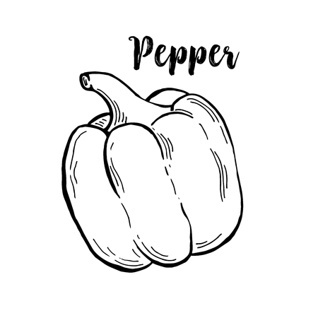 Bulgarian or bell, sweet single pepper in contour monochrome drawing. Natural isolated vegetable food or salad ingredient, seasoning.Vegetarian, vegan capsicum plant for organic marketのイラスト素材
