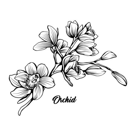 Orchid branch hand drawn vector illustration. Floral ink pen sketch. Black and white clipart. Realistic wildflower freehand drawing. Blooming, blossom. Isolated monochrome floral design elementのイラスト素材
