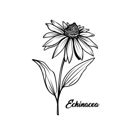 Echinacea black and white vector illustration. Beautiful coneflower decorative freehand drawing. Medical plant, herbal tea ingredient. Botany, homeopathy banner design element with letteringのイラスト素材