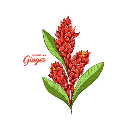 Gingerflower blossoming plant spice. Botanical vector illustration for posters or banner designのイラスト素材