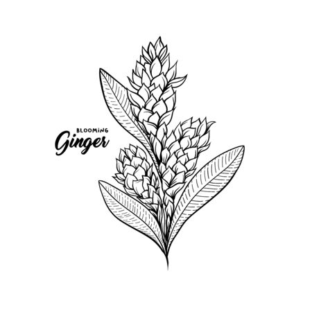 Gingerflower blossoming plant spice. Botanical vector illustration for posters or banner designのイラスト素材