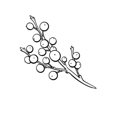 Mistletoe bunch hand drawn vector illustration. Branch with small berries, evergreen shrub fetus colouring picture. Winter Forest flora, traditional christmas plant decorative outline symbolのイラスト素材
