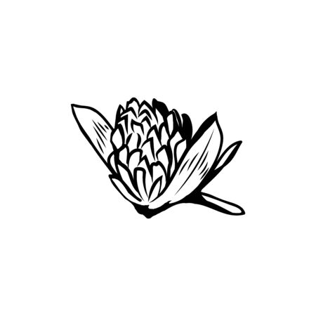 Clover flowers black and white illustration. Blooming honey plant with title Trefoil. Irish shamrock, floral luck symbol with three leaves. Botanical outlines sketch. Postcard design elementのイラスト素材