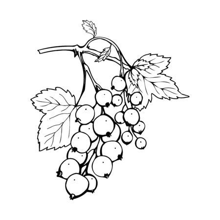 Black currant hand drawn vector illustration. Garden berry black and white sketch with inscription. Aromatic ripe summer dessert. Juicy Ribes nigrum freehand engraved branch. Poster design elementのイラスト素材
