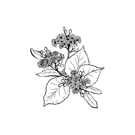 Linden flowers freehand vector illustration. Tilia, basswood, honey plant black and white sketch. Aromatic calming tea ingredient, herbal remedy. Botanical engraved tree branch. Poster design elementのイラスト素材