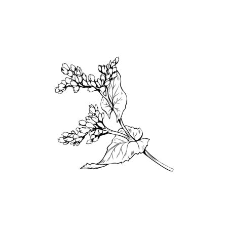 Mustard flower blossom vector illustration. Summer honey plant, canola leaves and petals freehand sketch. Blooming Sinapis rapeseed botanical engraving with inscription. Poster, banner design elementのイラスト素材