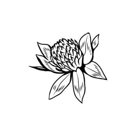 Clover flowers black and white illustration. Blooming honey plant with title Trefoil. Irish shamrock, floral luck symbol with three leaves. Botanical outlines sketch. Postcard design elementのイラスト素材