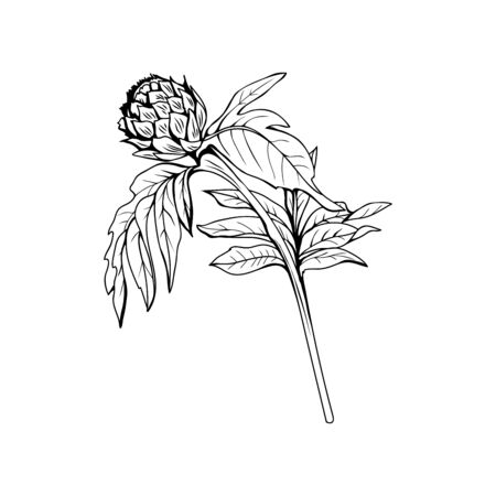 Silybum marianum black and white vector illustration. Homeopathic ingredient, honey plant bud. Botanical monochrome drawing. Thorny young wildflower, weed engraved sketch. Poster design elementのイラスト素材