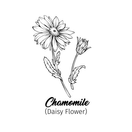 Daisy flower blossom freehand vector illustration. German chamomile, Matricaria chamomilla petals monochrome outline with title. Honey plant, wild flower engraving. Homeopathic herb, wildflowerのイラスト素材