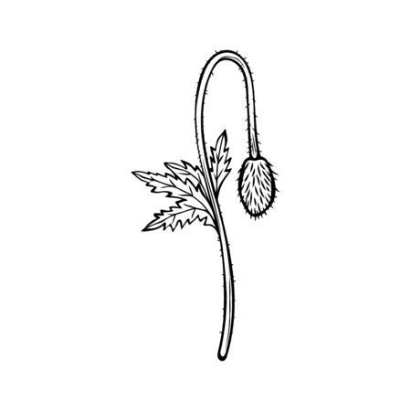 Poppy flower hand drawn vector illustration. Summer blooming honey plant black and white sketch. Monochrome floral engraving with calligraphy. Remembrance day symbol. Postcard, poster design elementのイラスト素材