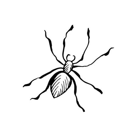 Halloween spider doodle element. Isolated vector illustration of insectのイラスト素材