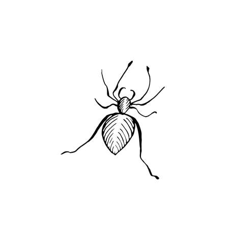 Halloween spider doodle element. Isolated vector illustration of insectのイラスト素材