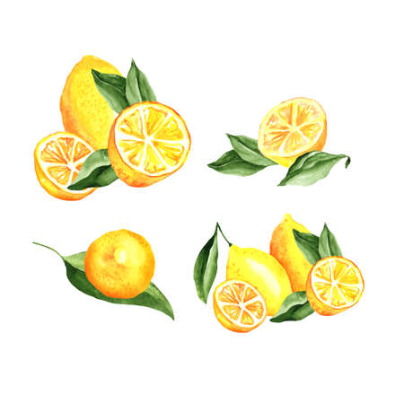 Lemons Arrangement Watercolor Set. Vector artistic collection isolated on white, cocktail party decorationsの写真素材