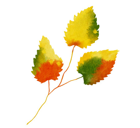 Watercolor Autumn Leaf Isolated Fall Design Leaves Branch Element in Yellow, Orange and Green Vibrant Colors on Transparent Backgroundの写真素材
