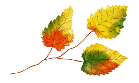 Watercolor Autumn Leaf Isolated Fall Design Leaves Branch Element in Yellow, Orange and Green Vibrant Colors on Transparent Backgroundの写真素材