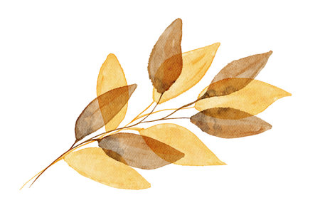 Watercolor Autumn Leaf Isolated Fall Leaves Branch Design Element in Yellow and Orange Vibrant Colors on Transparent Background, Hand Painted Illustrationの写真素材