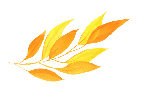 Watercolor Autumn Leaf Isolated Fall Leaves Branch Design Element in Yellow and Orange Vibrant Colors on Transparent Background, Hand Painted Illustrationの写真素材