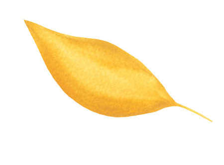 Watercolor Autumn Single Leaf Isolated Fall Design Element on Transparent Background, Hand Painted Illustrationの写真素材
