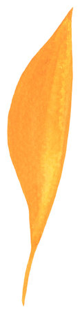 Watercolor Autumn Single Leaf Isolated Fall Design Element on Transparent Background, Hand Painted Illustrationの写真素材