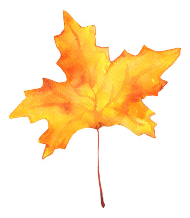 Watercolor Autumn Maple Leaf on Transparent Background. Isolated Fall Design Element in Yellow and Orange Vibrant Colorsの写真素材