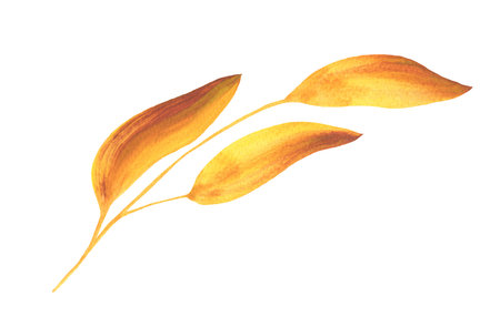 Watercolor Autumn Leaf Isolated Fall Leaves Branch Design Element in Yellow and Orange Vibrant Colors on Transparent Background, Hand Painted Illustrationの写真素材