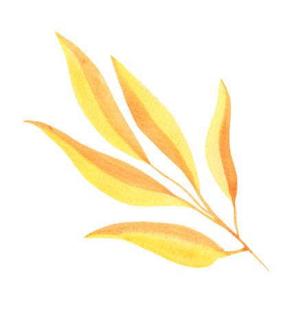 Watercolor Autumn Leaf Isolated Fall Leaves Branch Design Element in Yellow and Orange Vibrant Colors on Transparent Background, Hand Painted Illustrationの写真素材