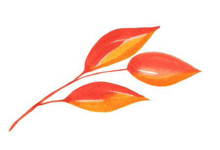 Watercolor Autumn Leaf Isolated Fall Leaves Branch Design Element in Red and Orange Vibrant Colors on Transparent Background, Hand Painted Illustrationの写真素材