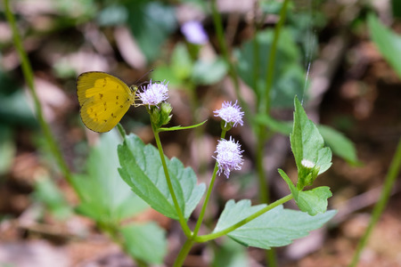 Yellow Butterfly on flowers .の写真素材