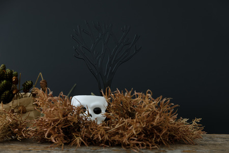 Dark halloween white cranium   with dried flower, Sleep on a nest made of grass and hide under...