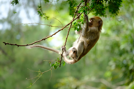 Monkeys hanging on a tree, lives in a natural forest of Thailand, With space to write.の写真素材