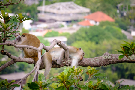 Monkeys is sleeping on the tree lives in a natural forest of Thailand, With space to write.の写真素材